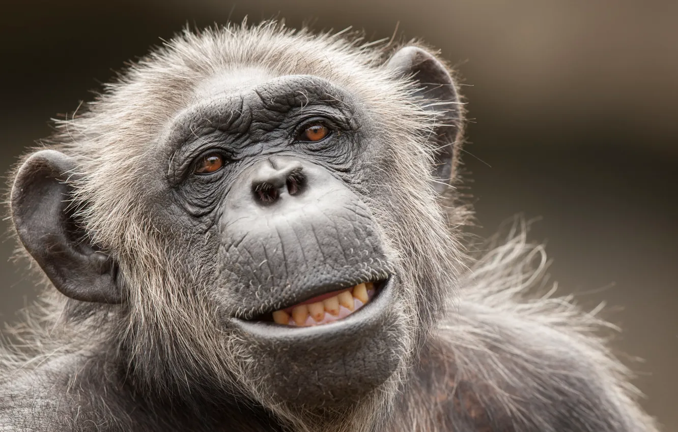 Photo wallpaper animals, cute, wildlife, Monkey Face