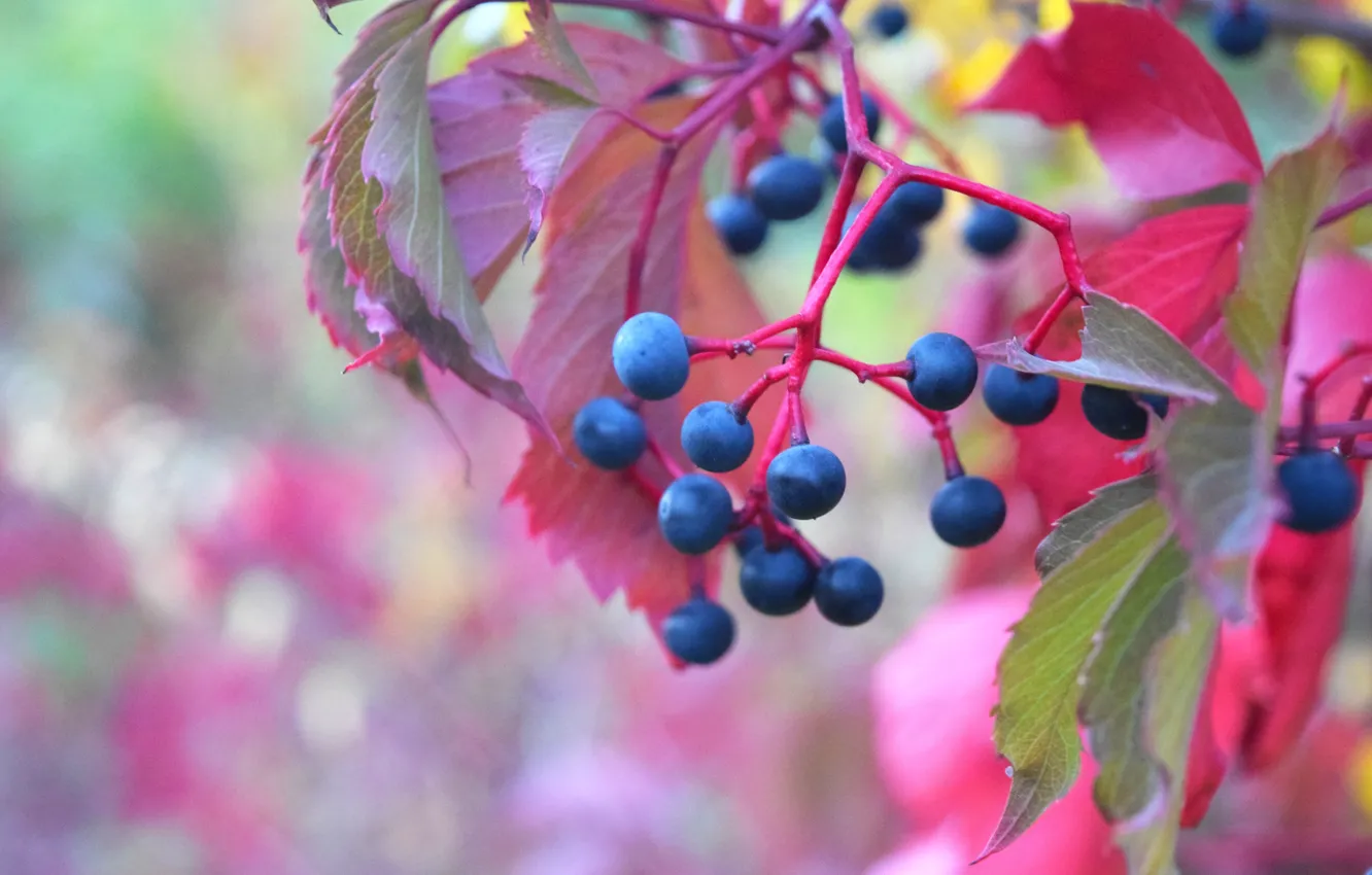 Photo wallpaper autumn, berries, grapes, red leaves