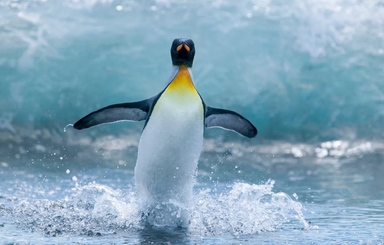 Photo wallpaper water, drops, squirt, movement, the ocean, wings, penguins, fins