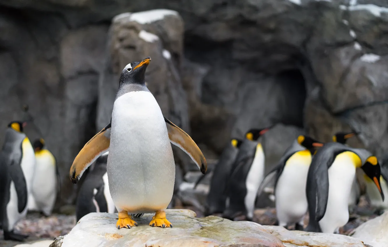 Photo wallpaper bird, penguins, the leader