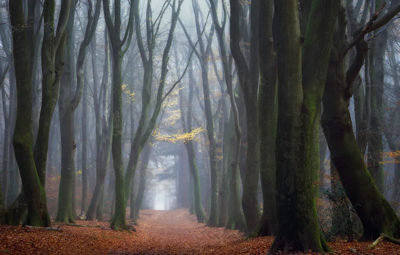 Photo wallpaper road, forest, trees, nature, trail, track, haze