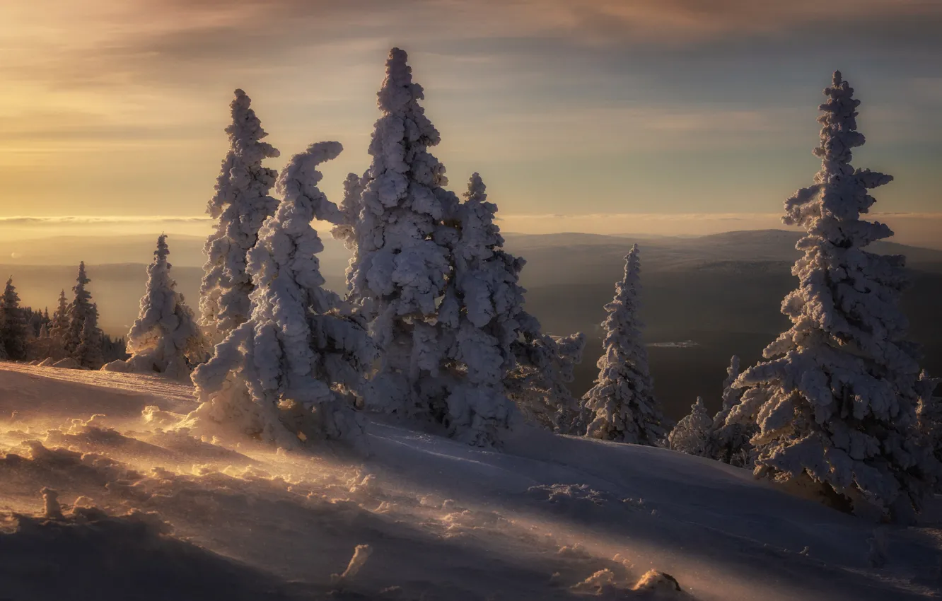 Photo wallpaper winter, snow, trees, landscape, sunset, nature, ate, drifting snow