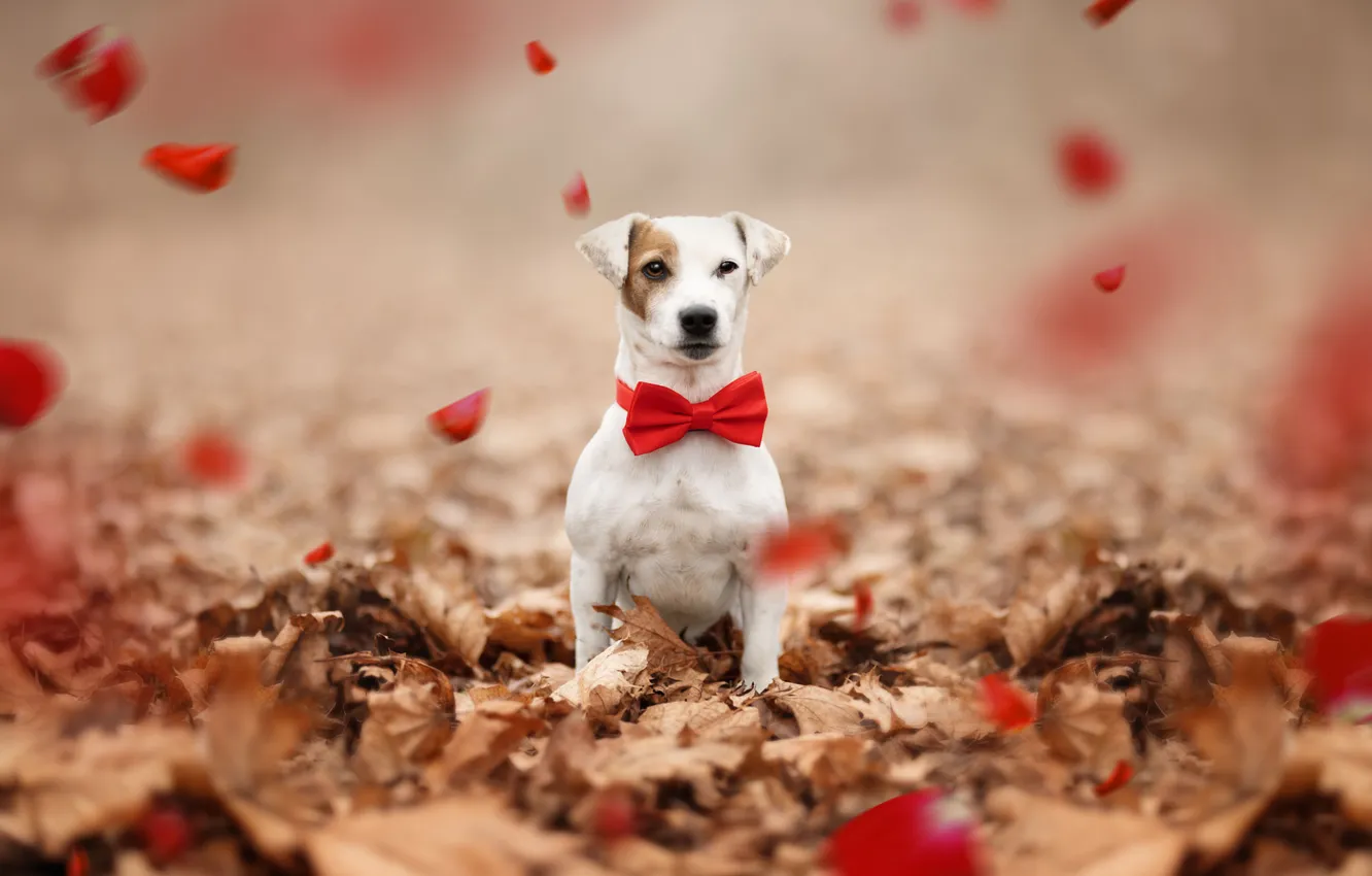 Photo wallpaper dog, portrait, look, pose, face, nature