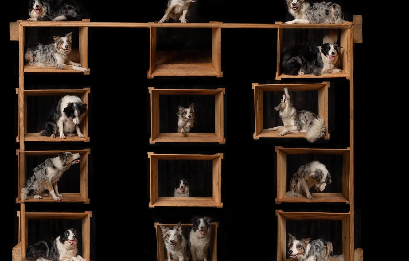 Photo wallpaper dogs, friends, shelves