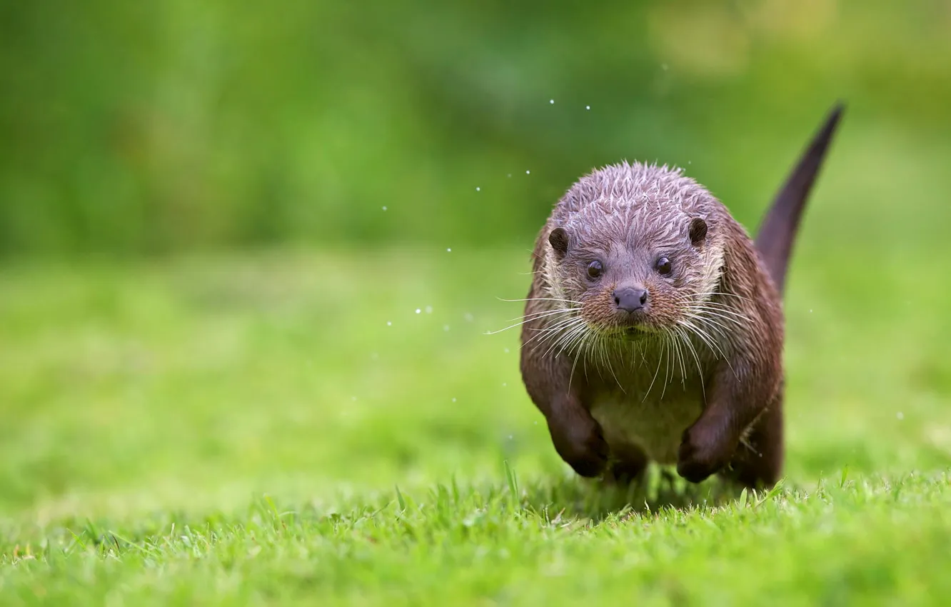 Photo wallpaper grass, shore, running, otter