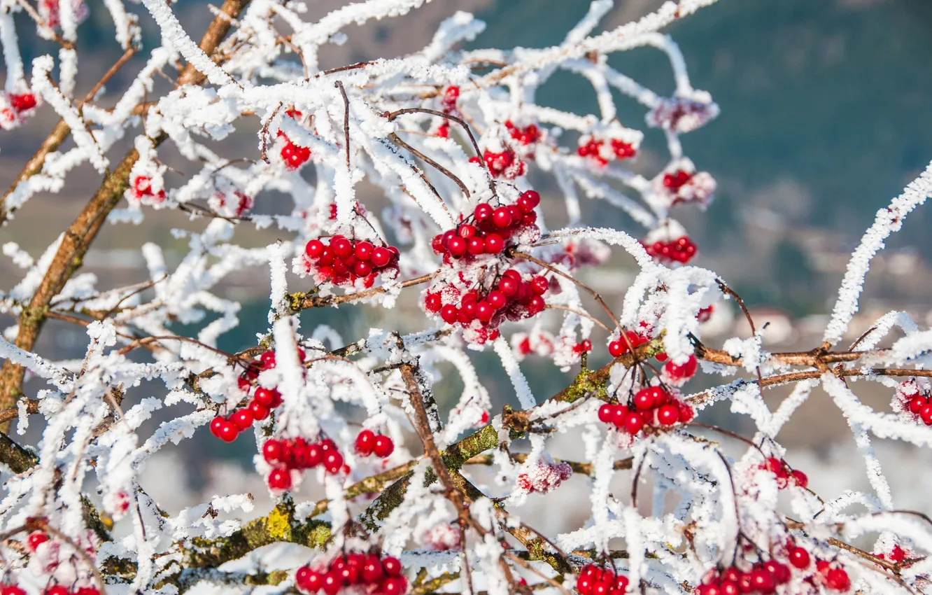 Photo wallpaper winter, snow, branches, nature, berries, red