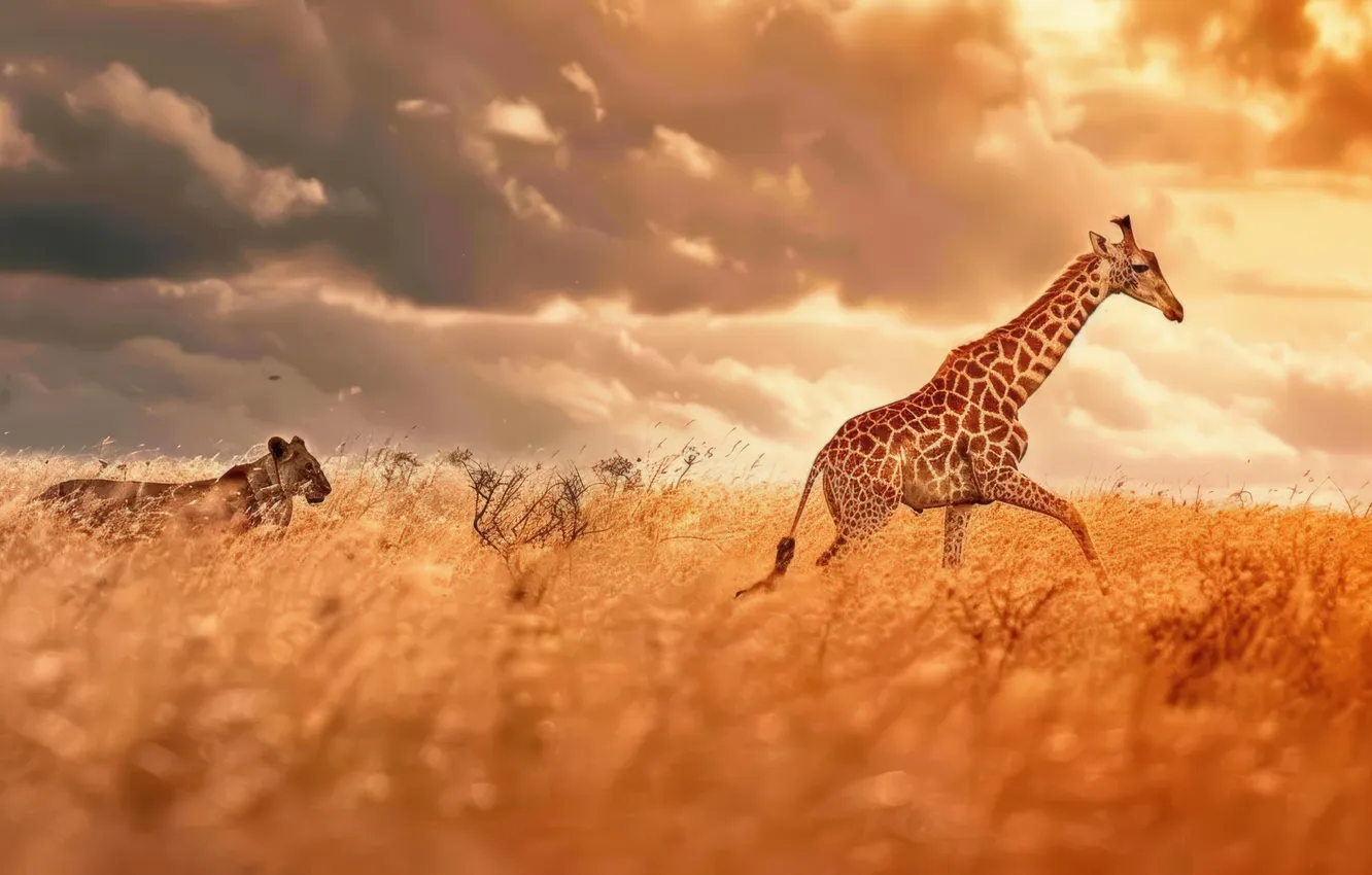 Photo wallpaper grass, clouds, giraffe, Savannah, two, lioness, big cat, digital art
