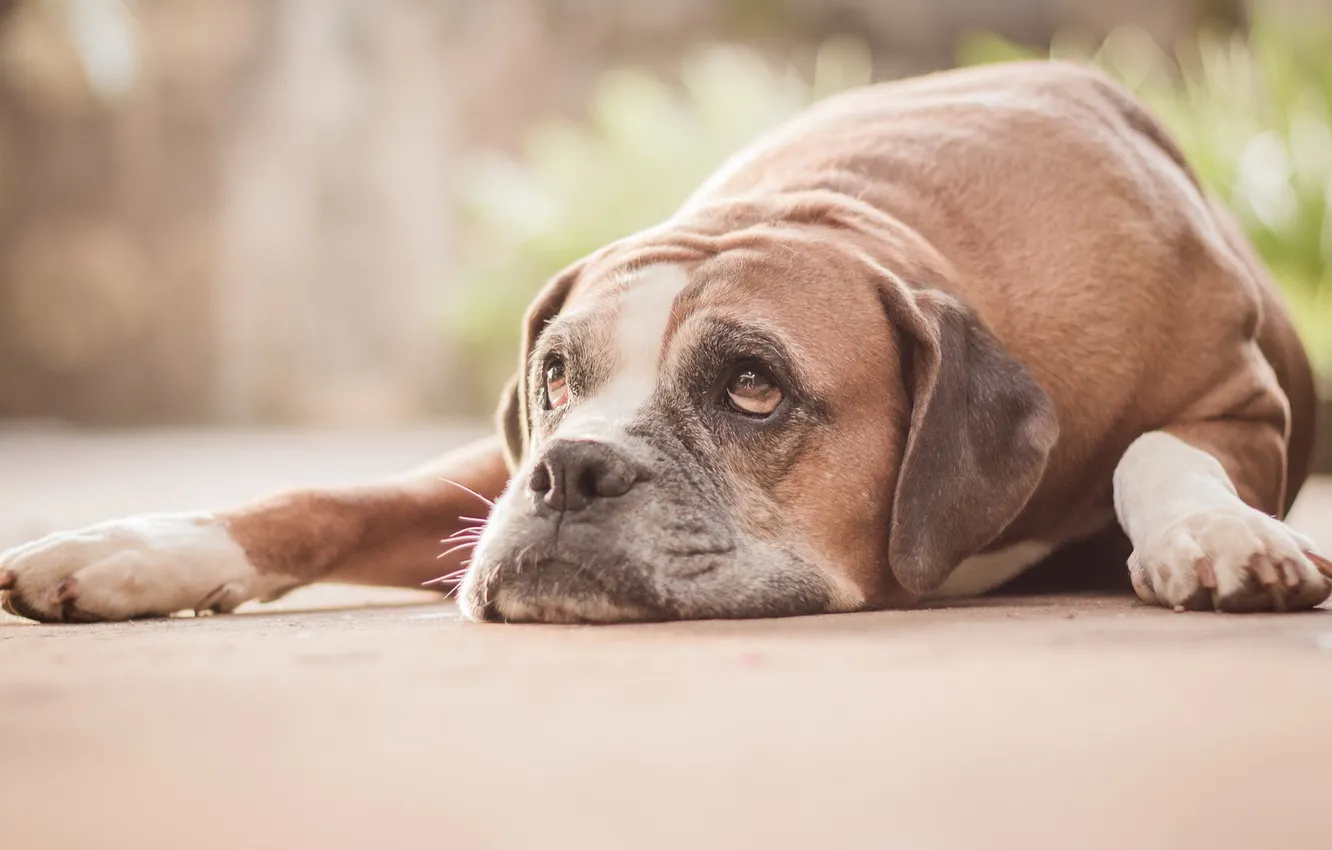 Photo wallpaper look, each, dog