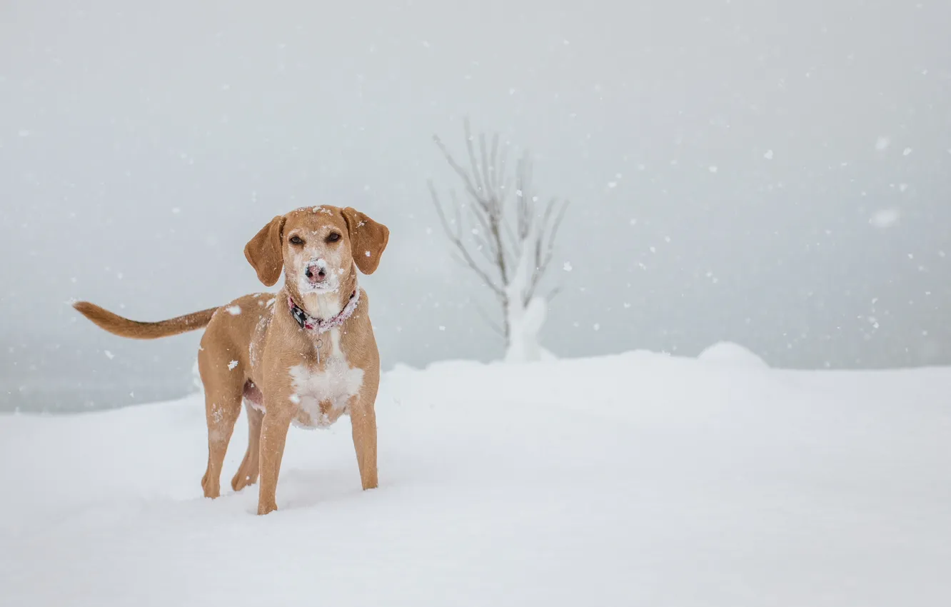 Photo wallpaper look, each, dog