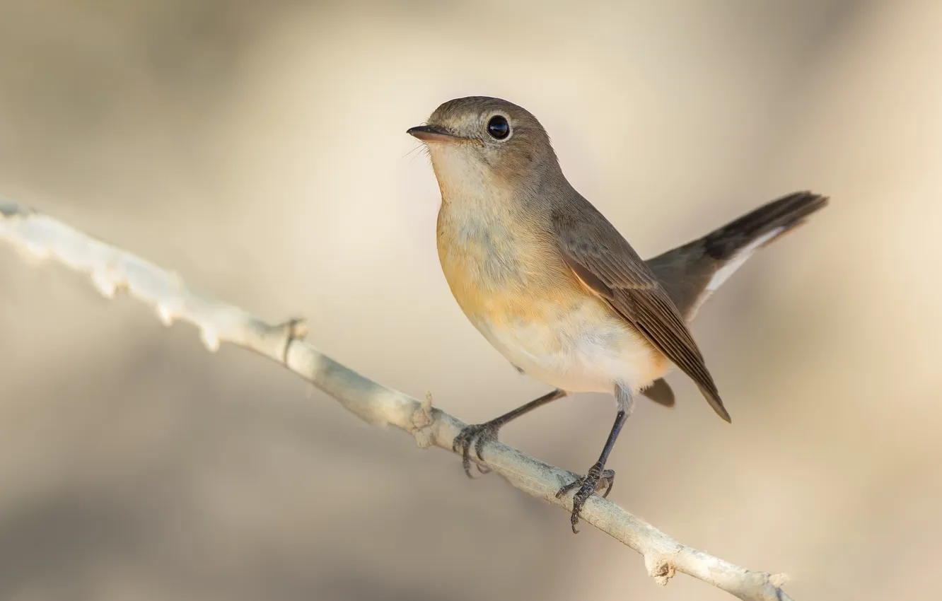 Photo wallpaper branches, bird, Flycatcher