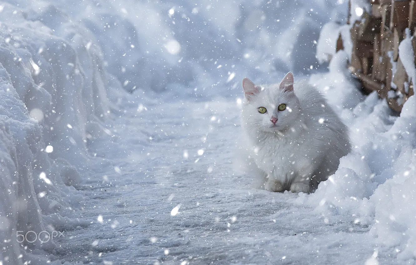 Photo wallpaper winter, cat, snow, white