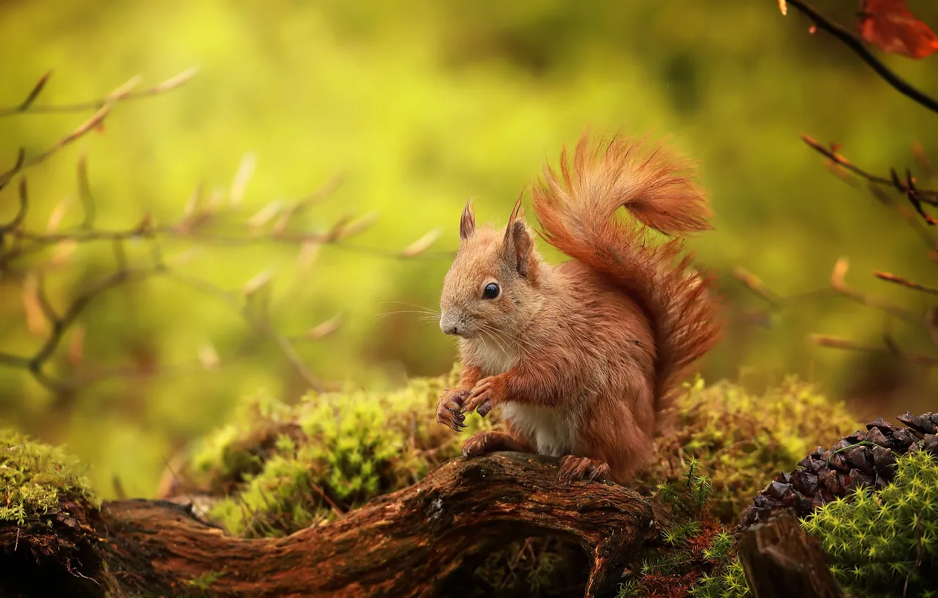 Photo wallpaper branches, moss, protein, red, snag