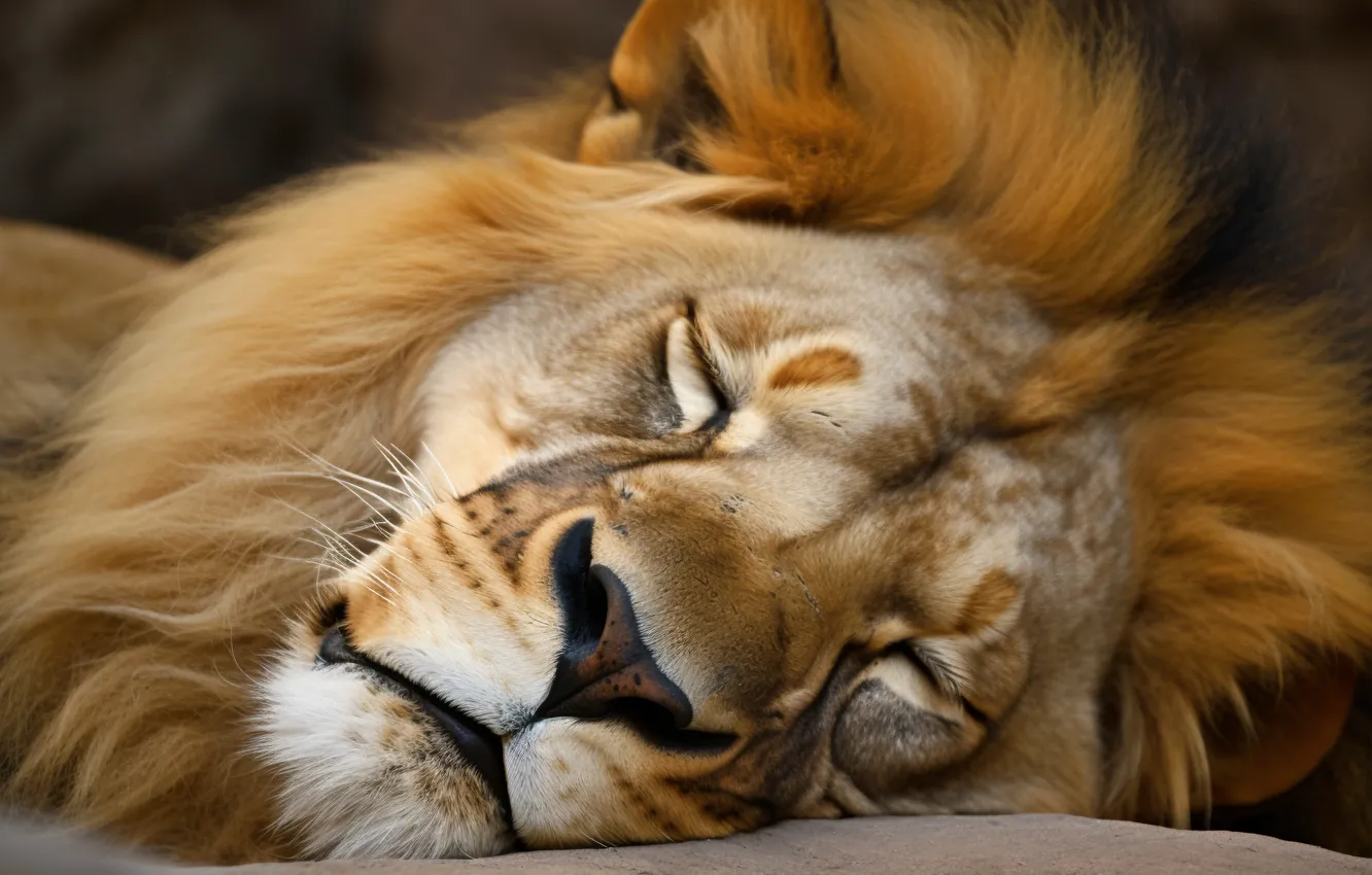 Photo wallpaper face, sleep, portrait, Leo, sleeping, digital art, AI art, The Art of Artificial Intelligence