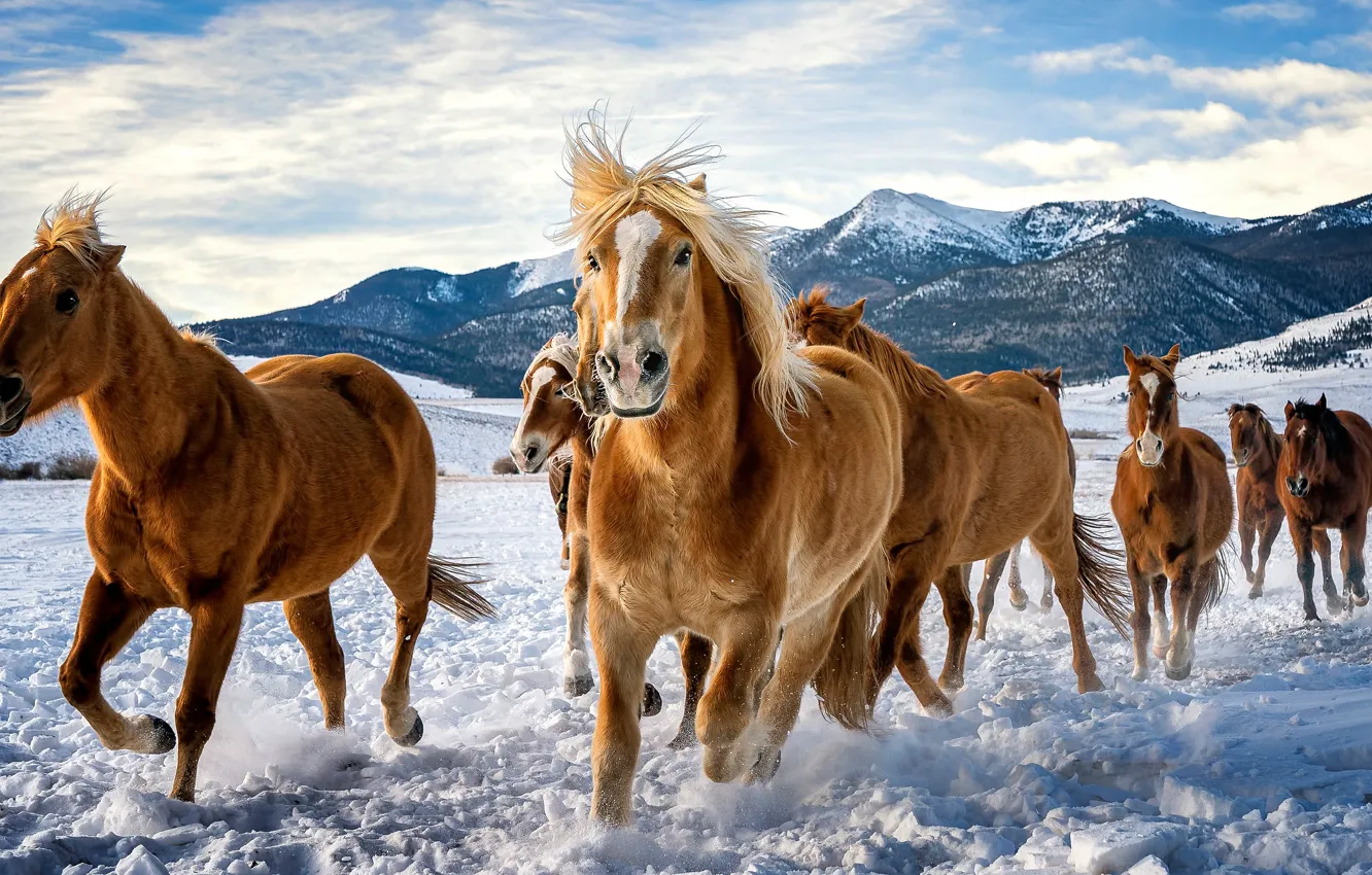 Photo wallpaper winter, field, the sky, look, clouds, snow, mountains, horse