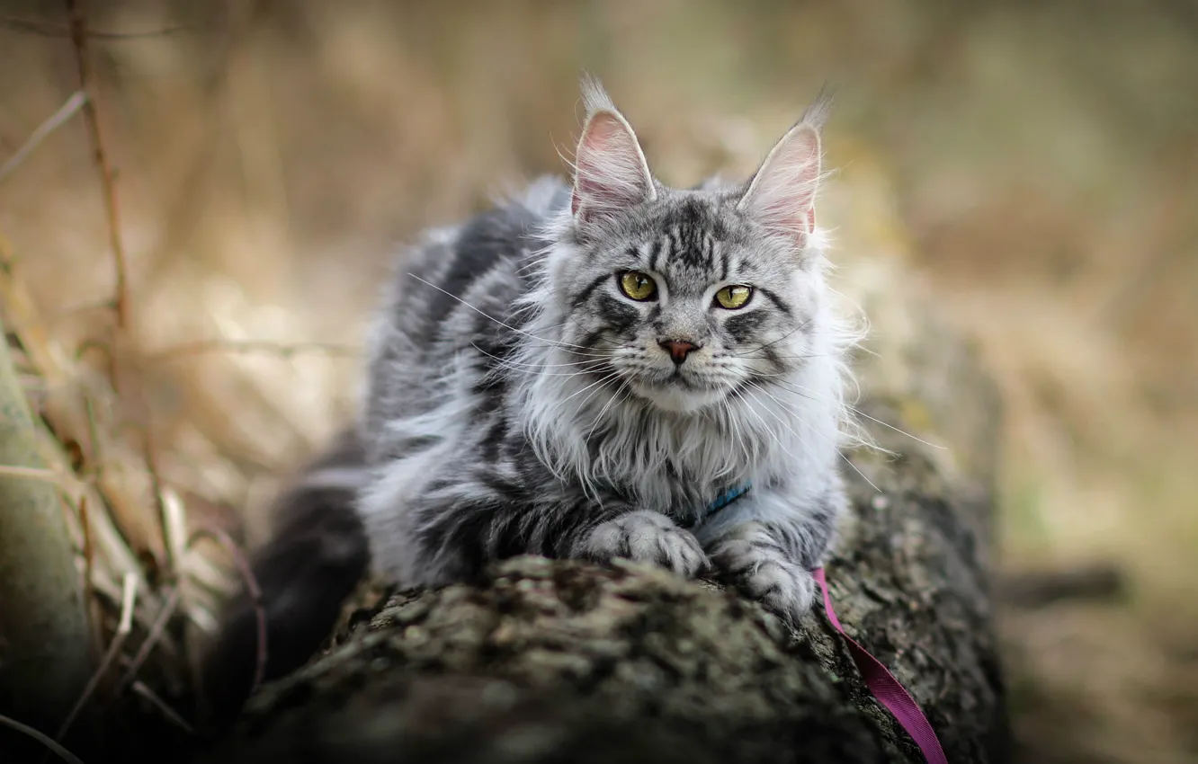 Photo wallpaper cat, cat, look, pose, face