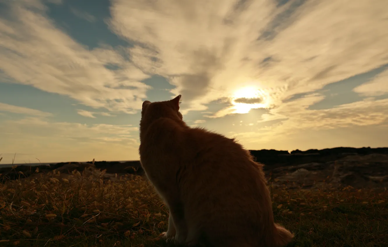 Photo wallpaper cat, dawn, red