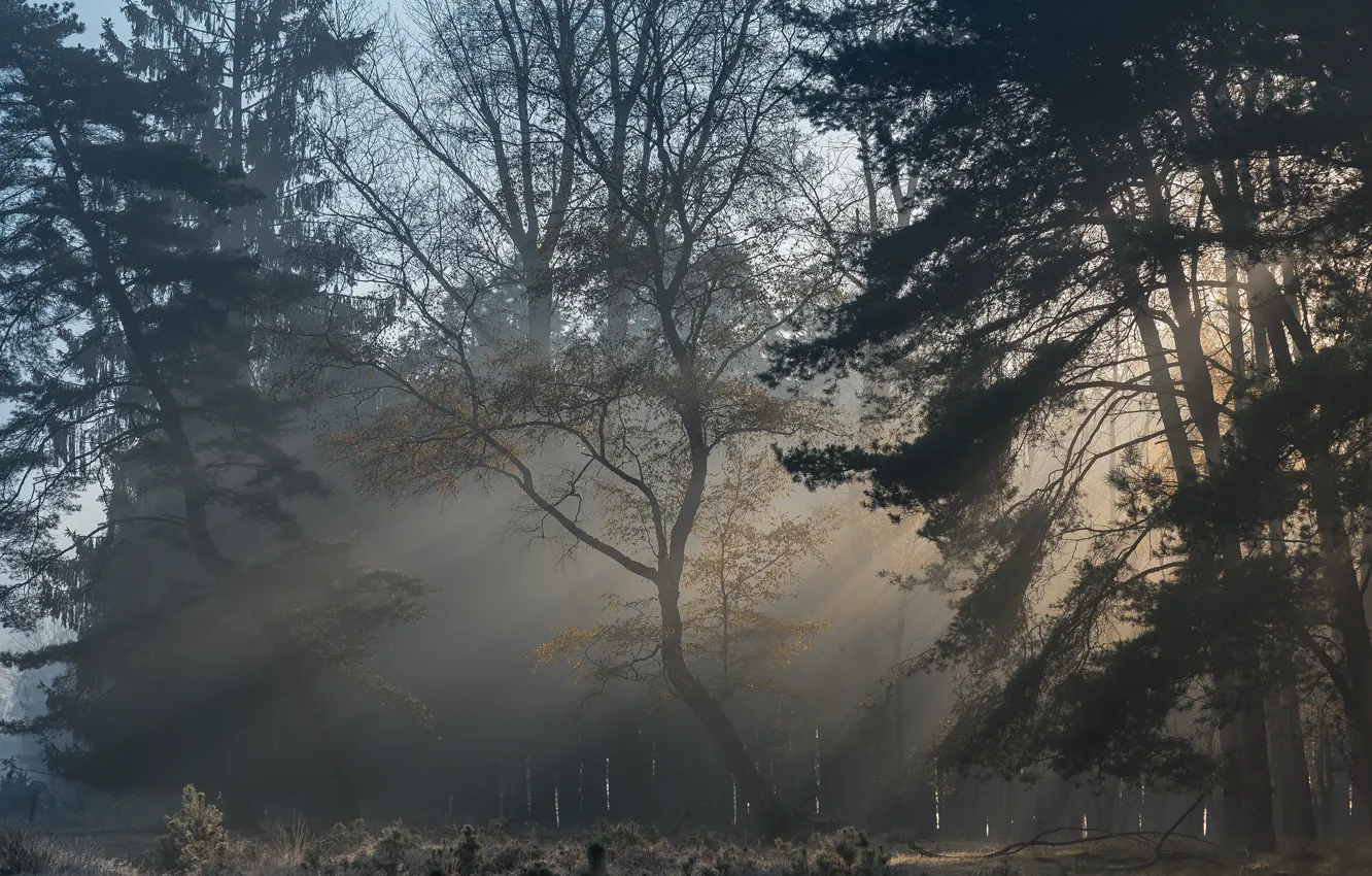 Photo wallpaper forest, rays, fog, pine