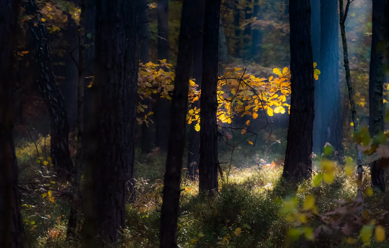 Photo wallpaper autumn, forest, grass, rays, light, trees, branches, nature
