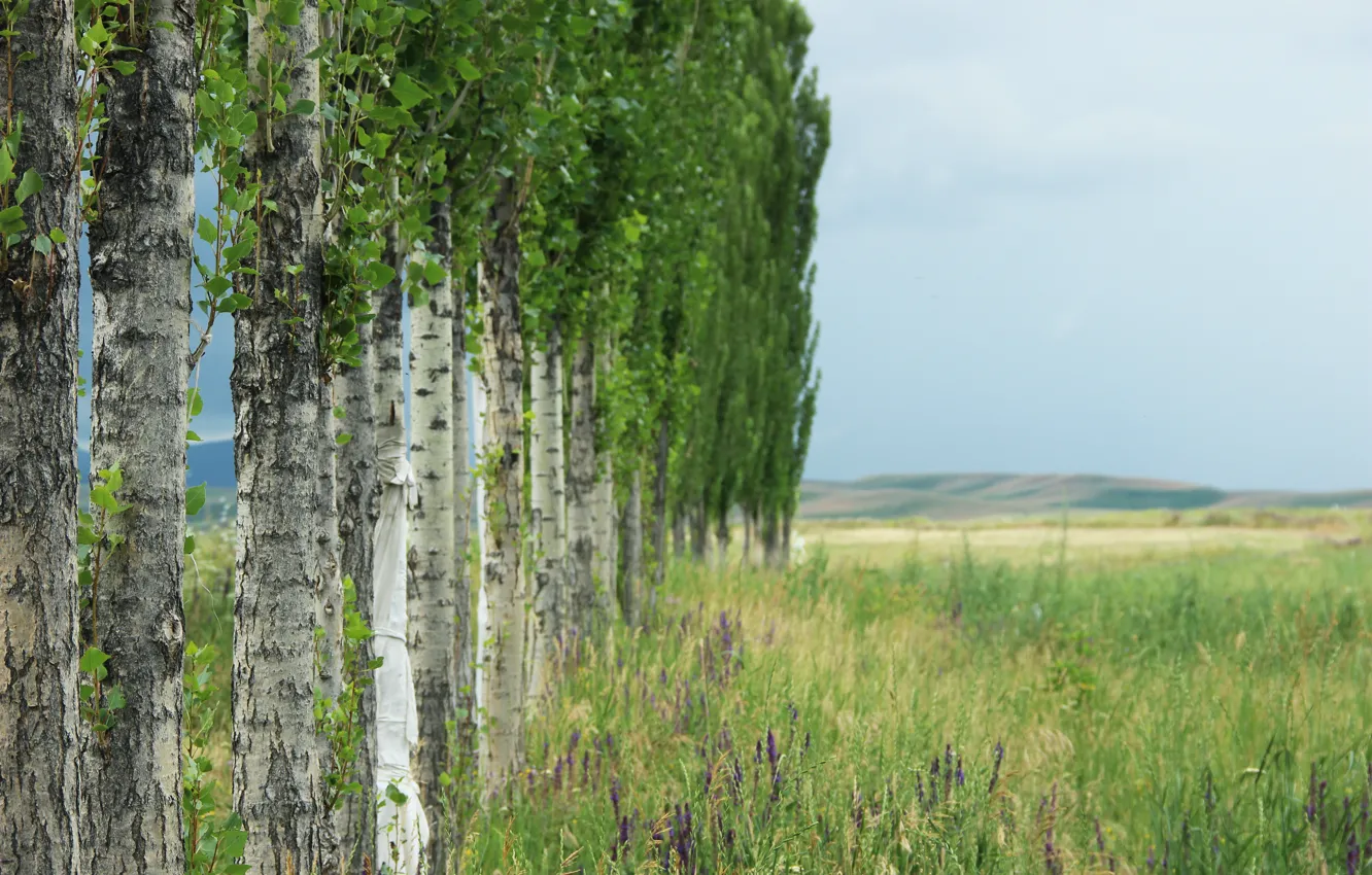 Photo wallpaper summer, grass, the steppe, poplar, self