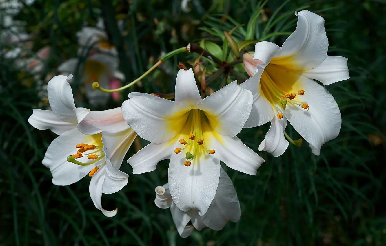 Photo wallpaper flowers, Lily, petals