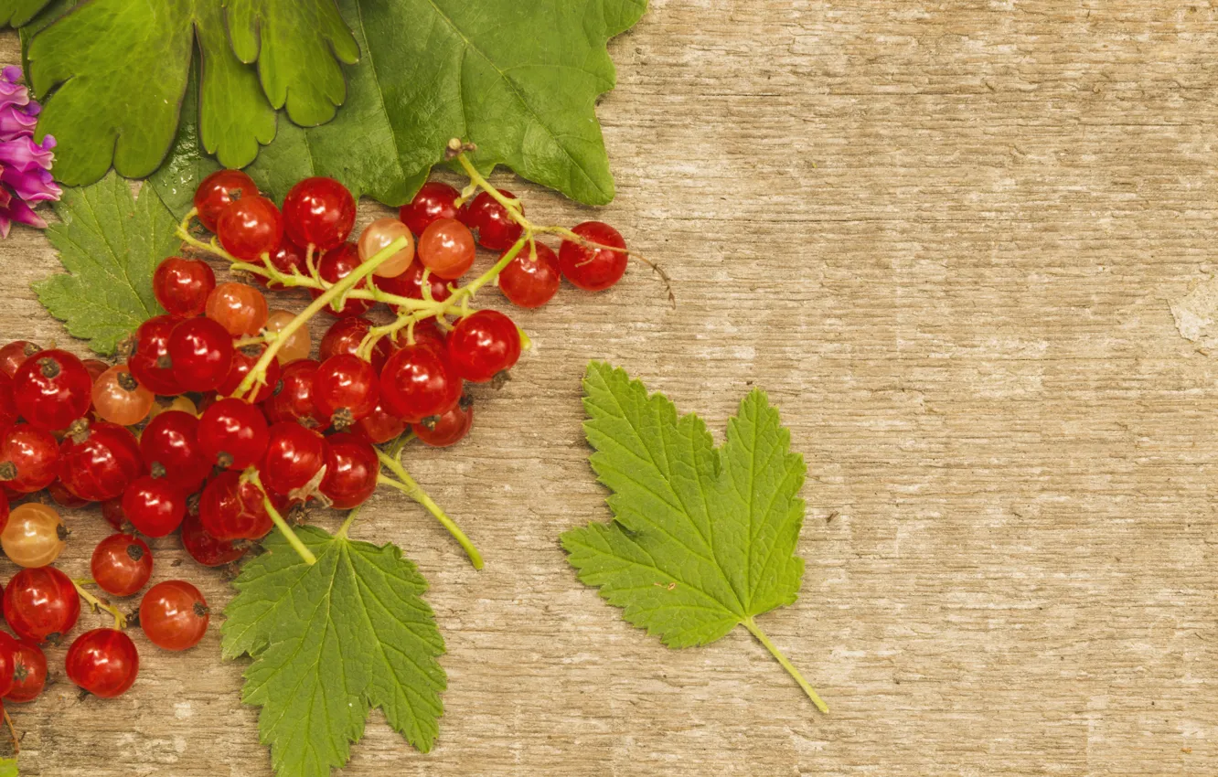 Photo wallpaper leaves, berries, background, currants