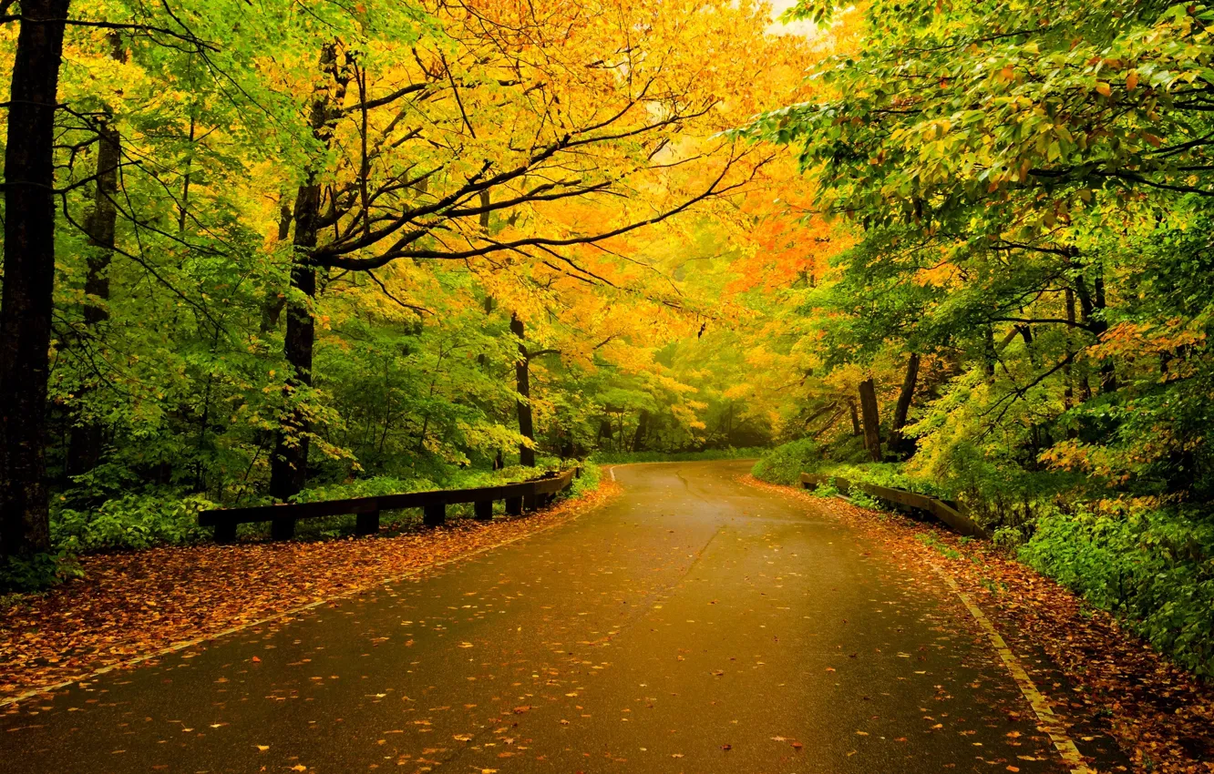 Photo wallpaper road, autumn, forest, leaves, trees, nature, colors, colorful