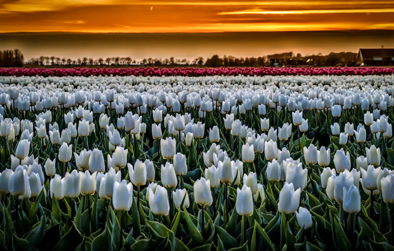Photo wallpaper field, night, tulips