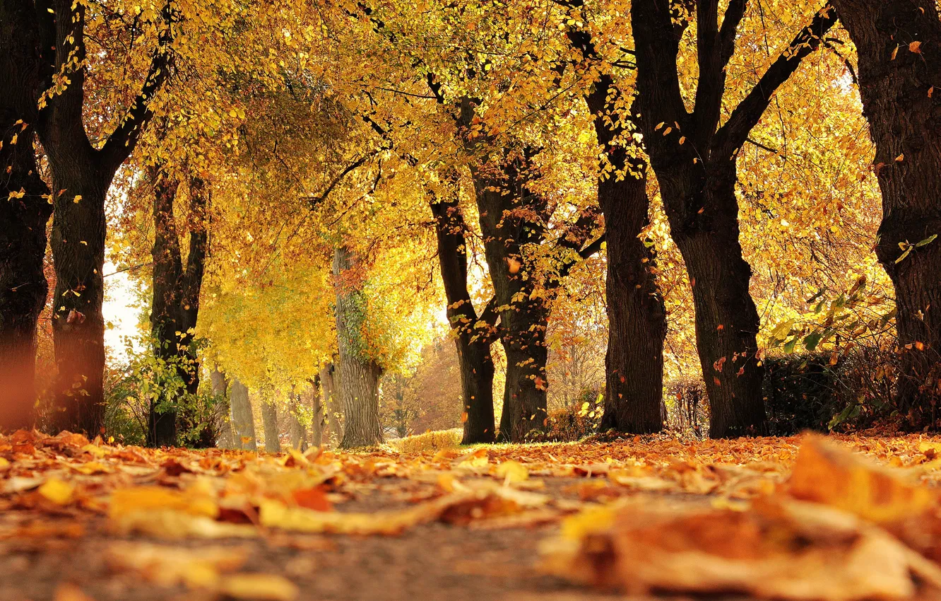 Photo wallpaper autumn, forest, trees, Park, foliage, alley, falling leaves, autumn leaves