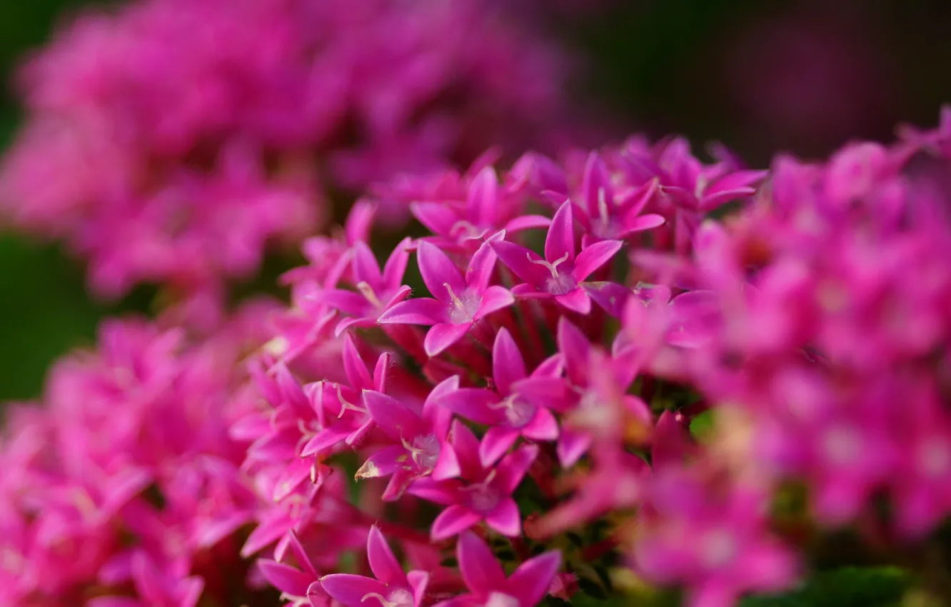 Photo wallpaper flowers, bright, pink, a lot, inflorescence, Pentas lanceolata