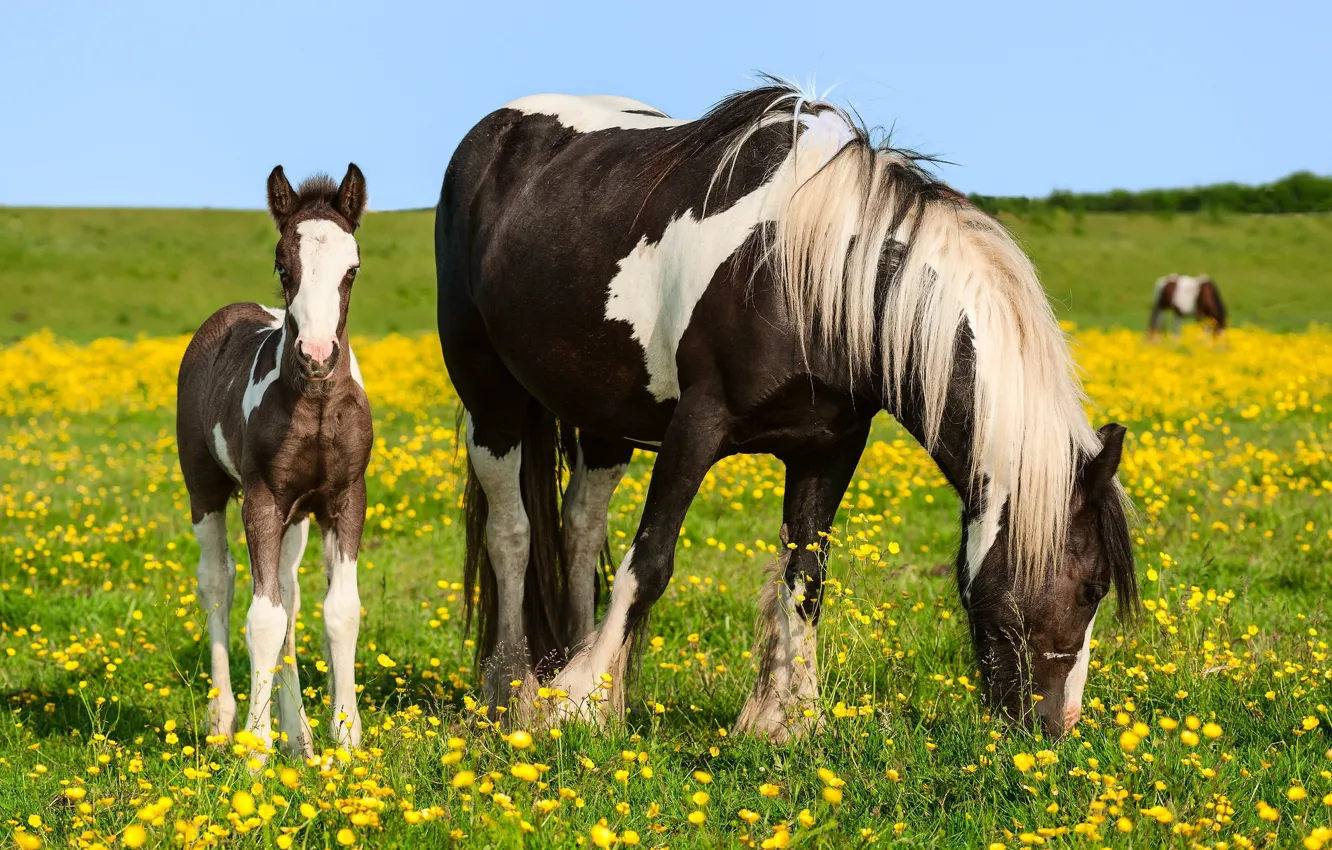 Photo wallpaper field, horse, meadow, foal, Mare