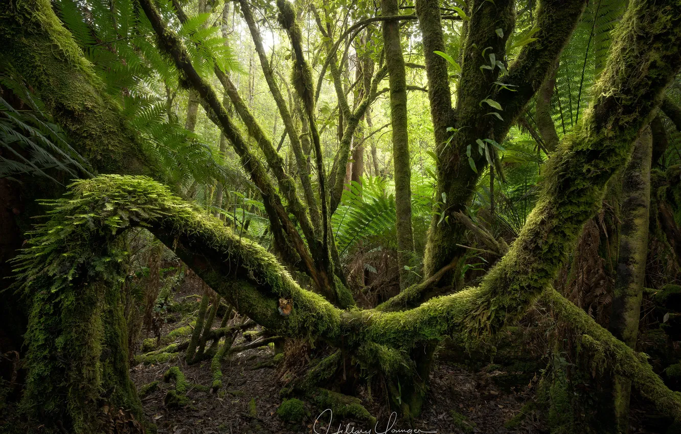 Photo wallpaper forest, trees, nature, moss, driftwood