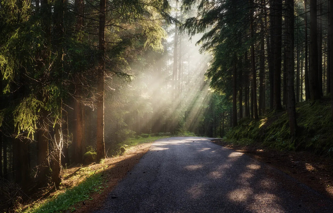 Photo wallpaper road, forest, the sun, light, nature, Rostov Anton