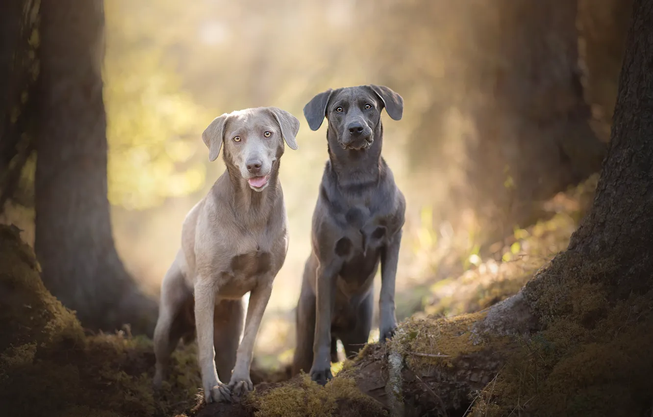 Photo wallpaper bokeh, two dogs, Silver Labradors
