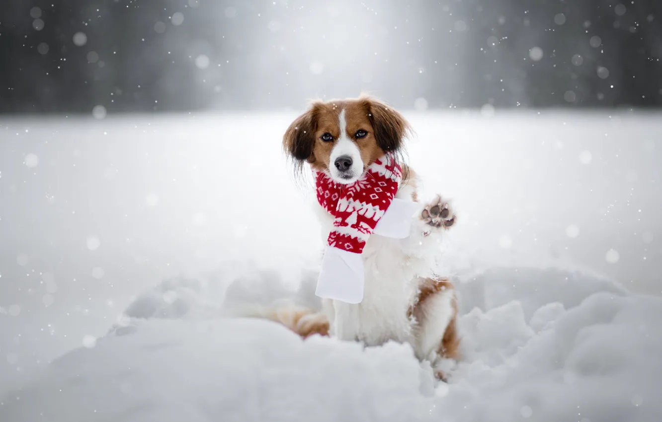 Photo wallpaper winter, snow, paw, dog, scarf, the snow, snowfall, kooikerhondje