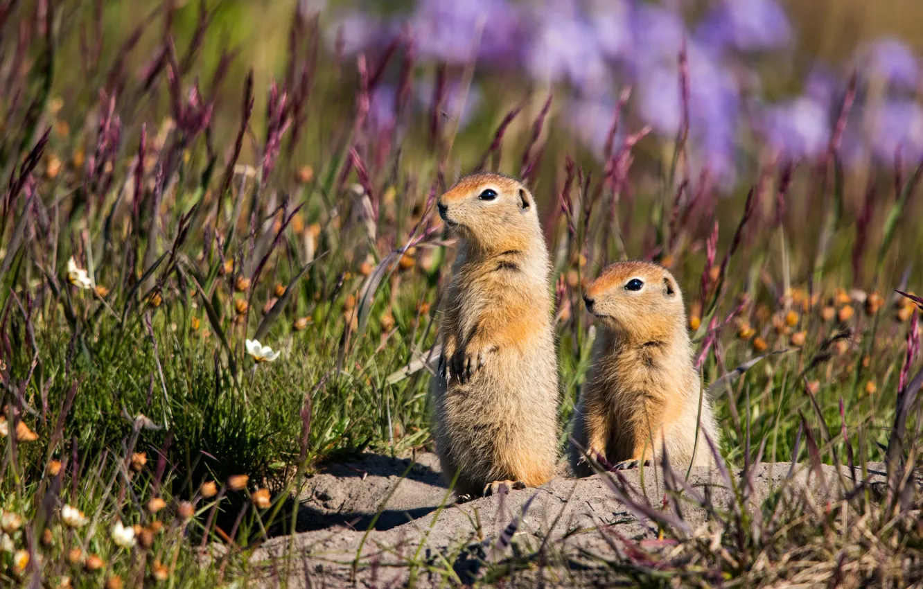 Photo wallpaper grass, two, a couple, gopher, stand, bokeh