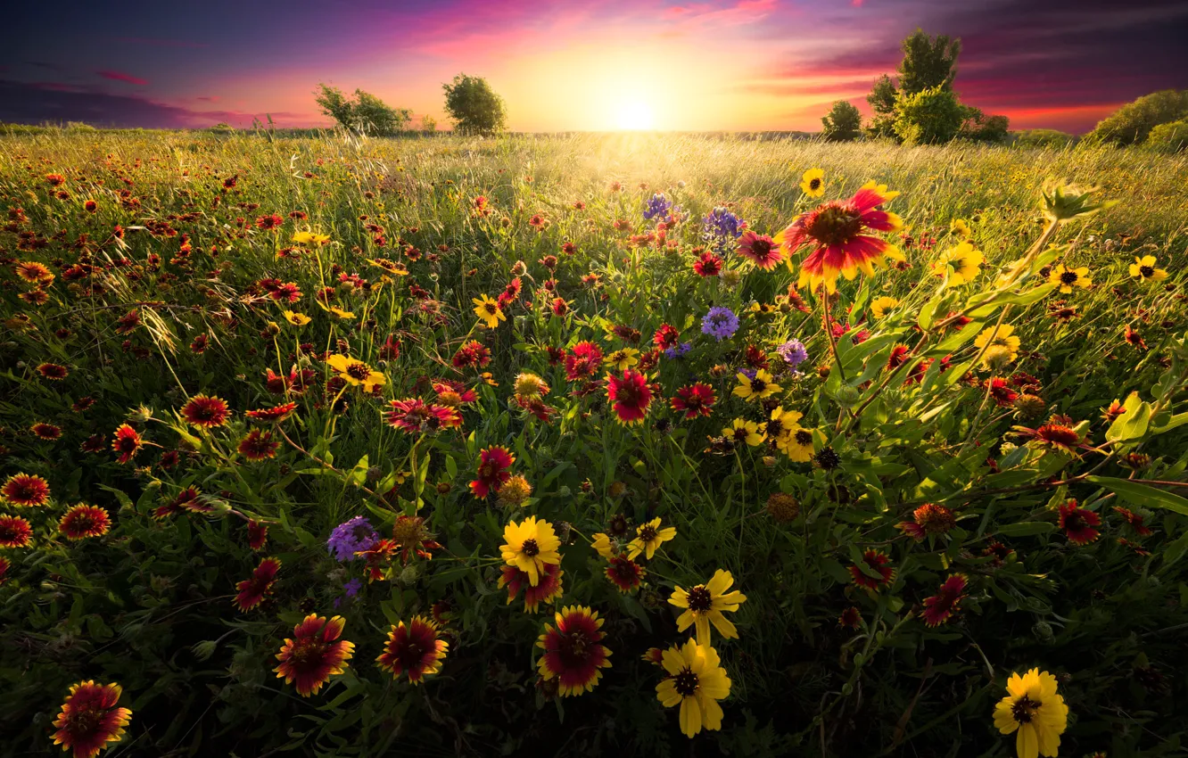 Photo wallpaper field, summer, the sky, the sun, rays, light, sunset, flowers