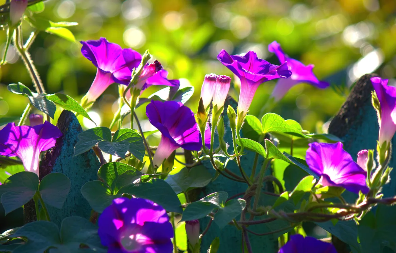 Photo wallpaper purple, leaves, light, flowers, lilac, vines, morning glory