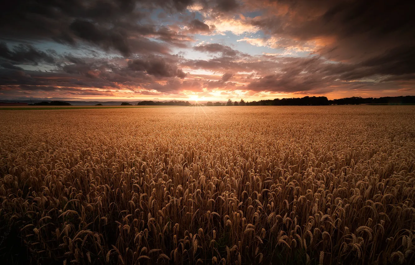 Photo wallpaper field, summer, sunset, ears