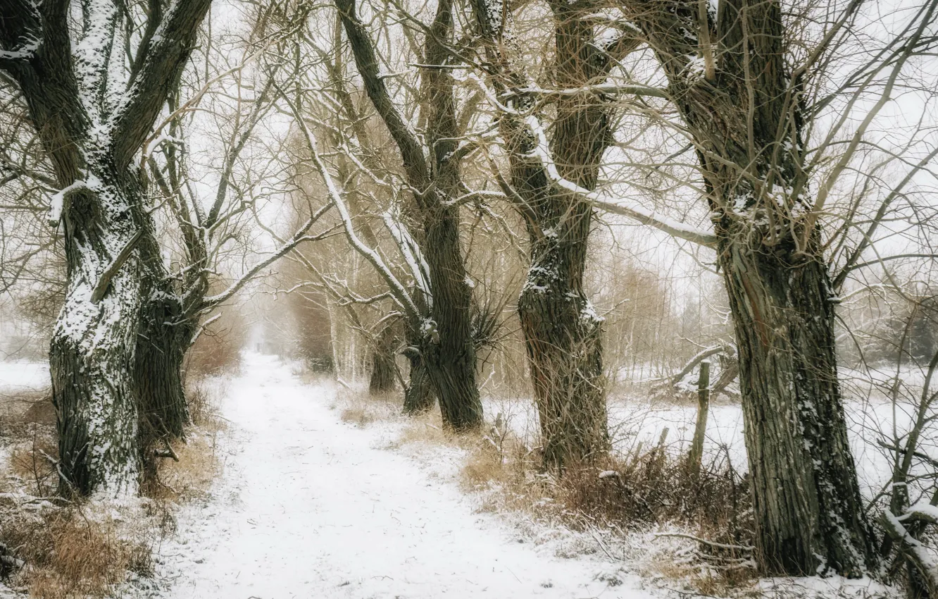 Photo wallpaper winter, road, trees