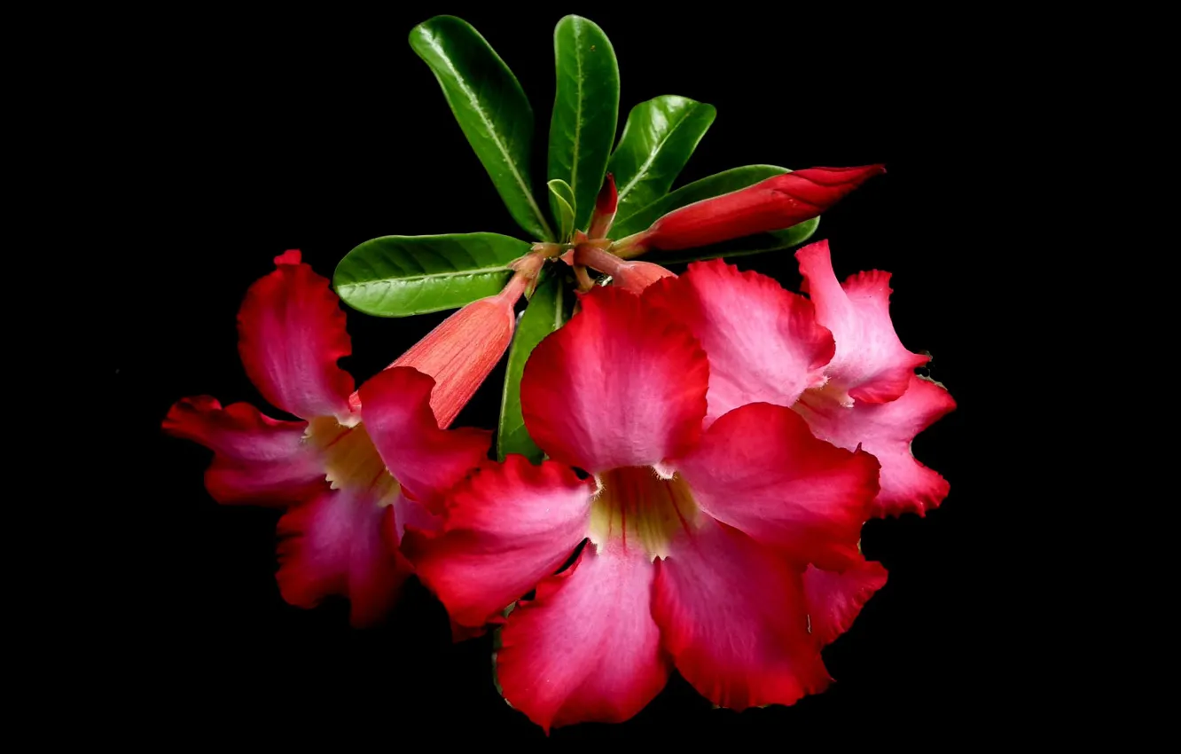 Photo wallpaper leaves, macro, background, petals, adenium