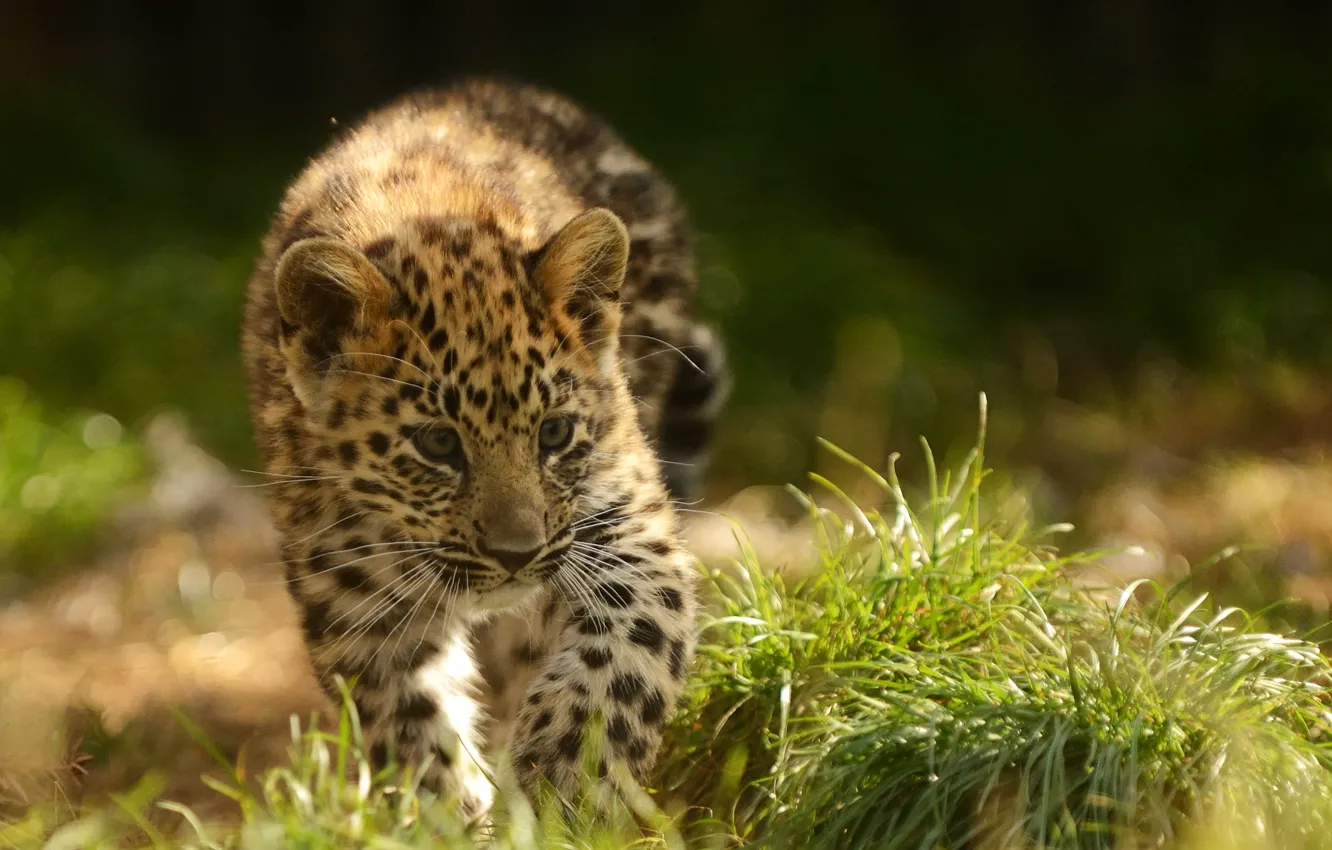 Photo wallpaper cat, kitty, leopard, cub, the Amur leopard