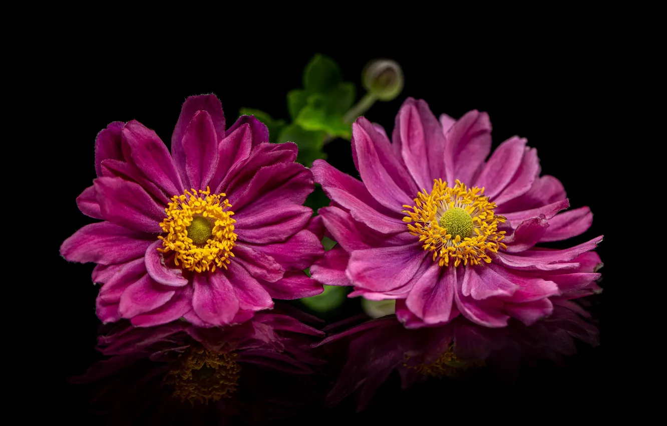 Photo wallpaper flowers, pink, black background, anemones