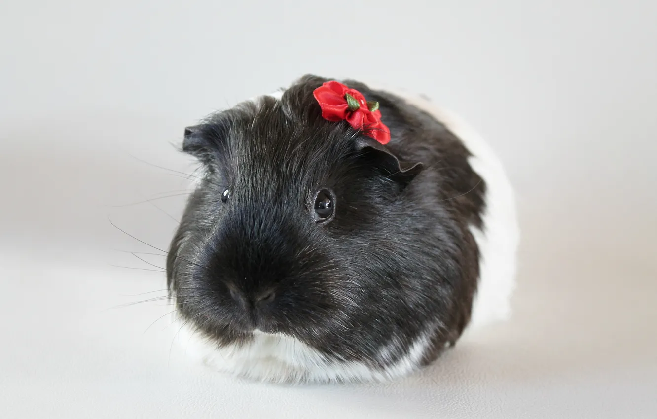 Photo wallpaper macro, background, Guinea pig