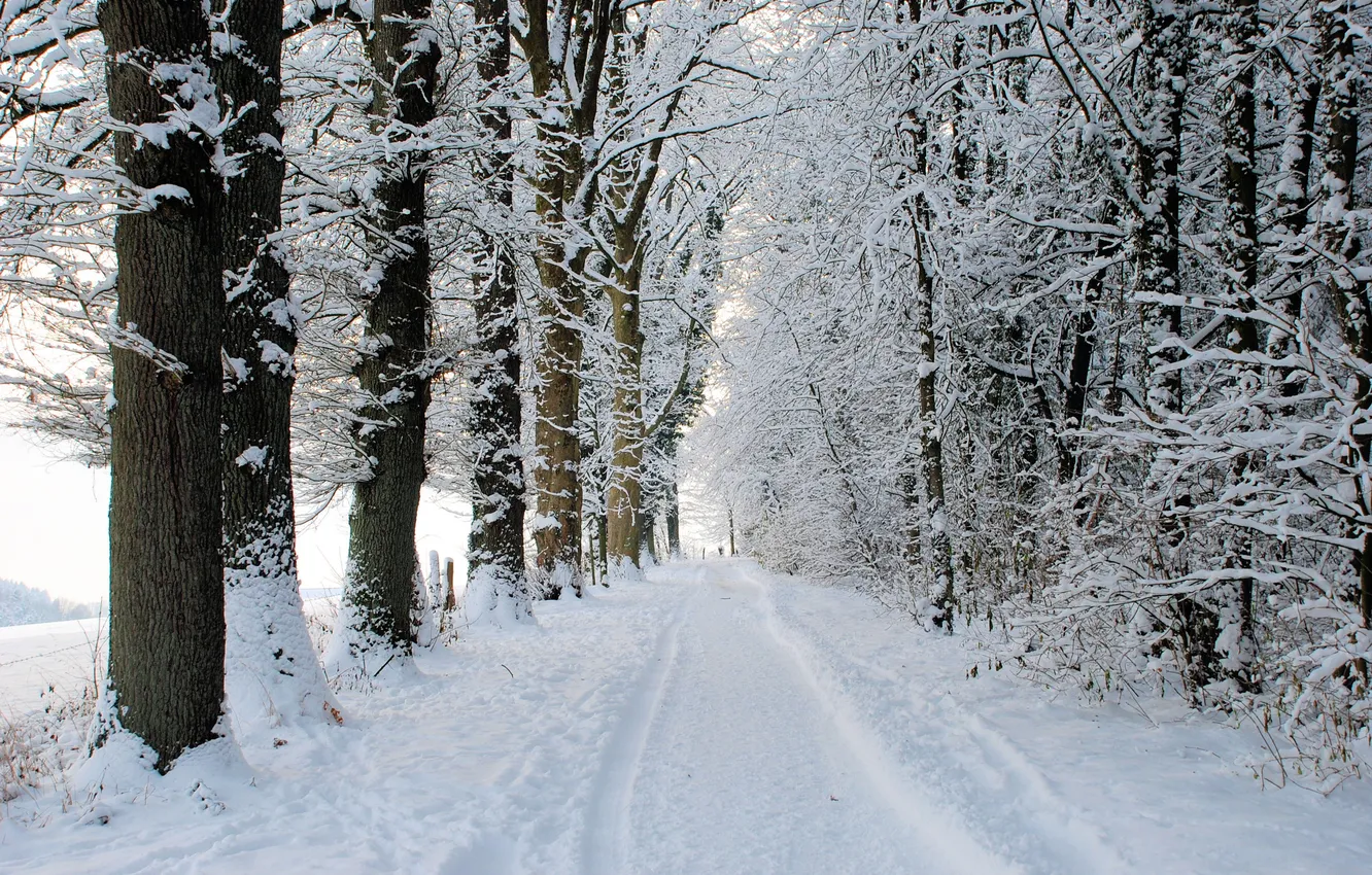 Photo wallpaper road, forest, snow