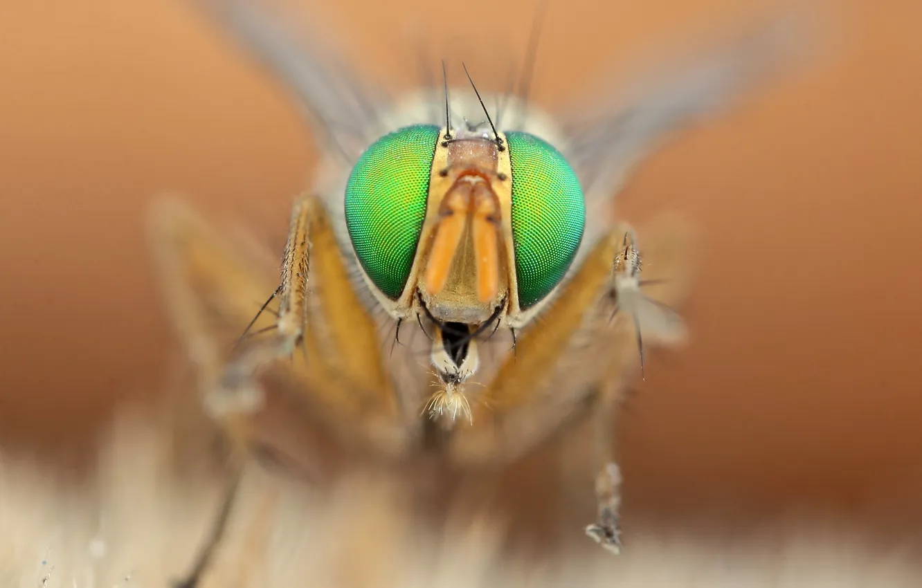 Photo wallpaper eyes, fly, head, insect