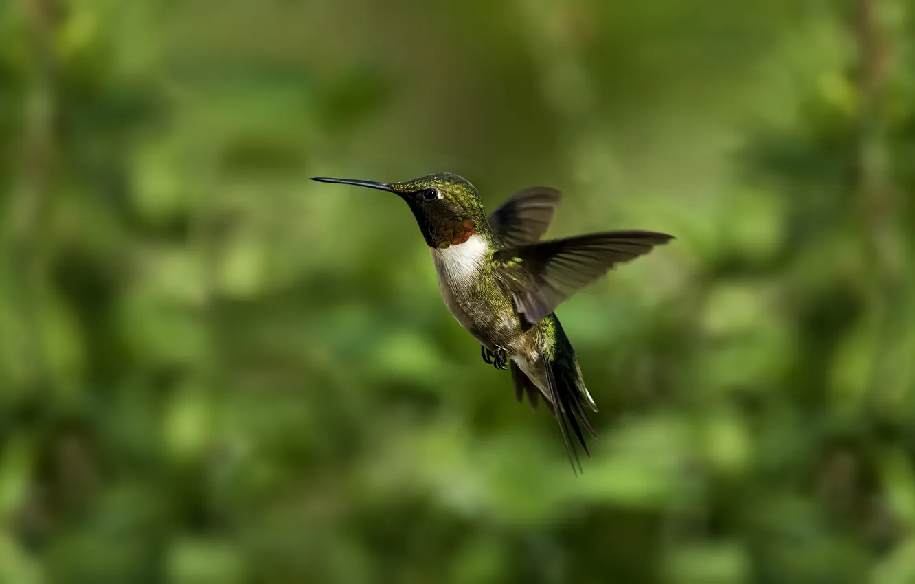 Photo wallpaper greens, macro, bird, blur, Hummingbird