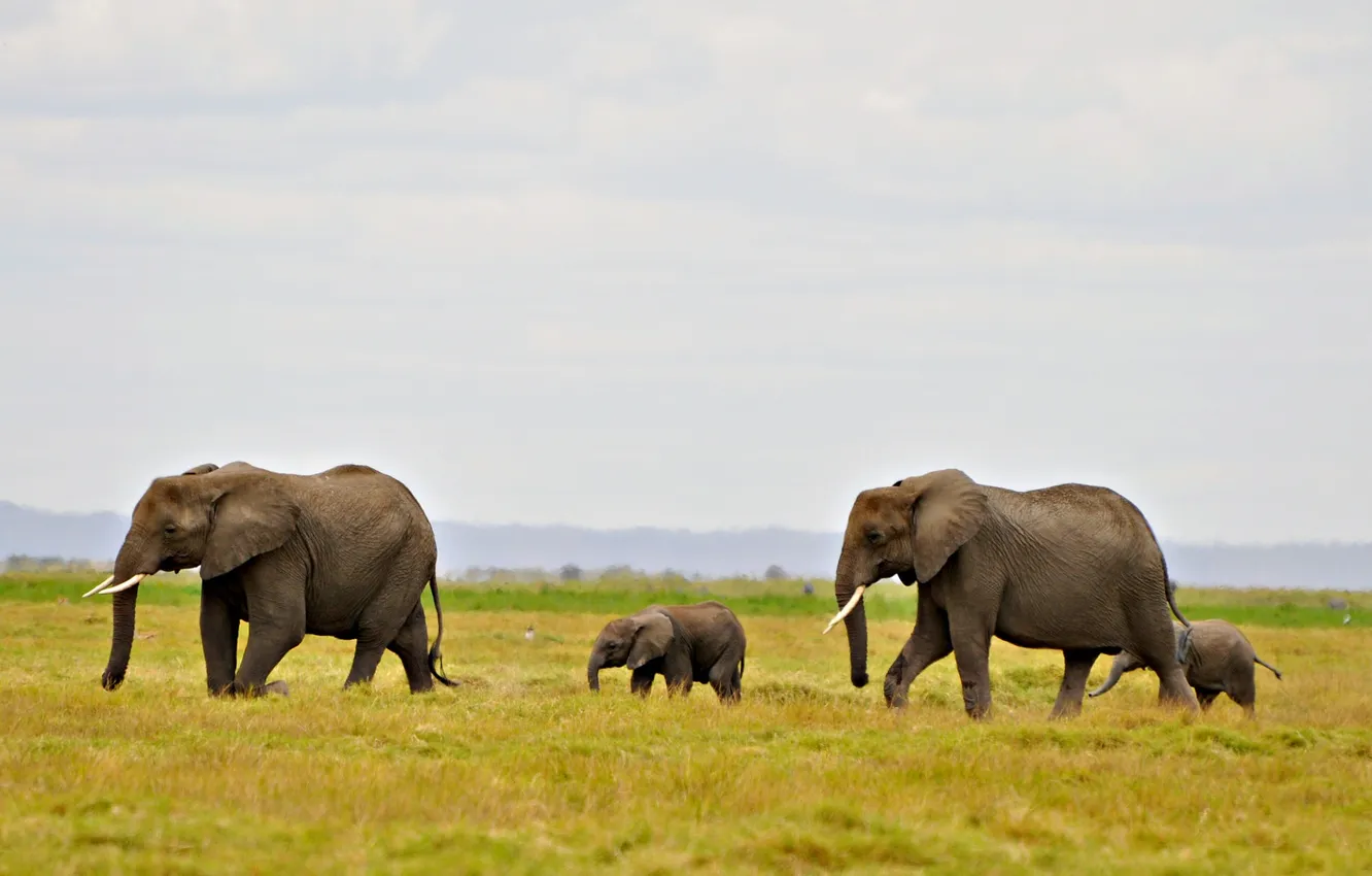 Photo wallpaper field, the sky, clouds, elephant, horizon, Savannah