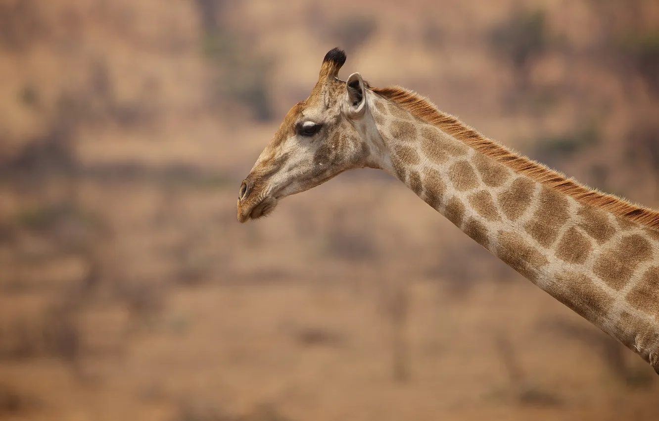 Photo wallpaper giraffe, spot, neck