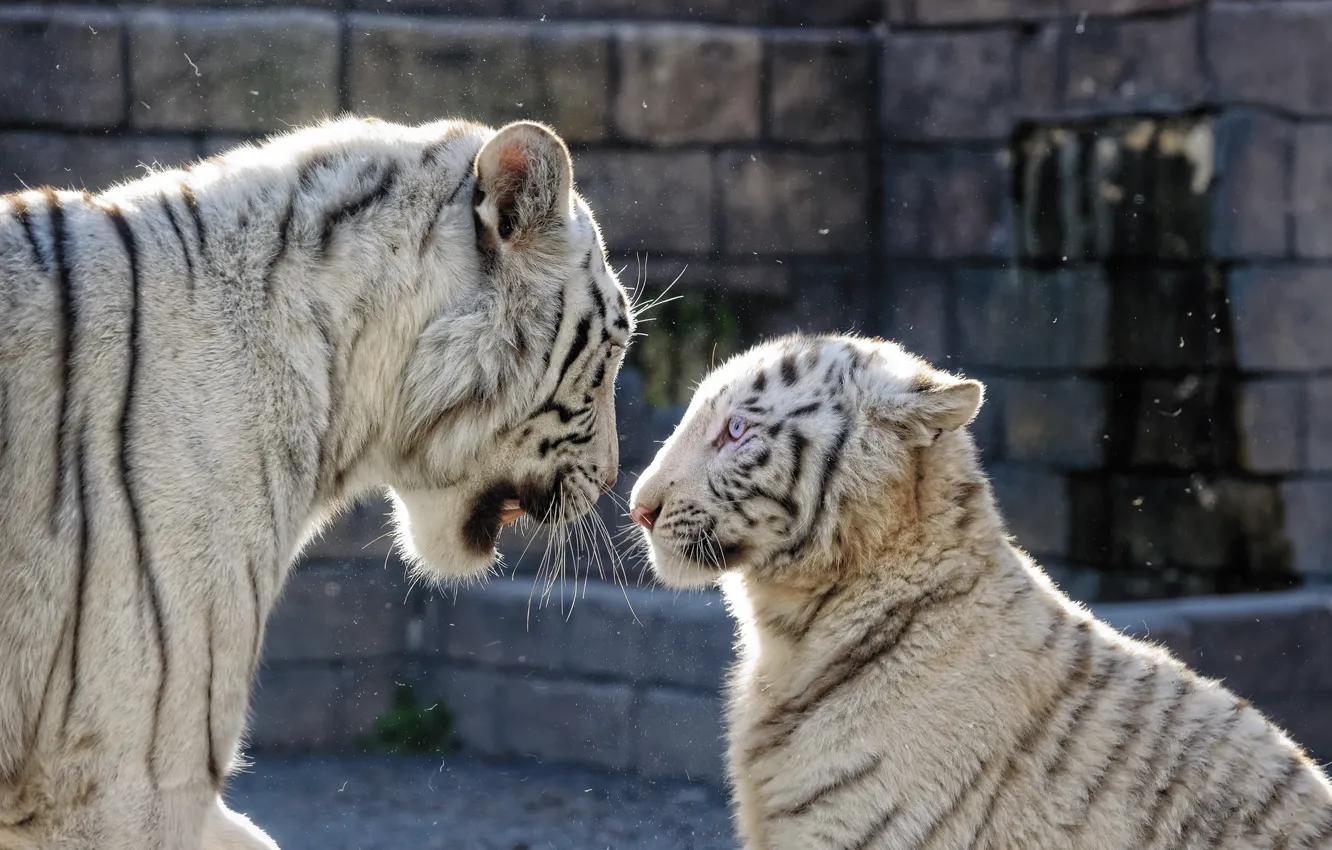 Photo wallpaper cat, family, pair, profile, blue eyes, white tiger, tigress, tiger
