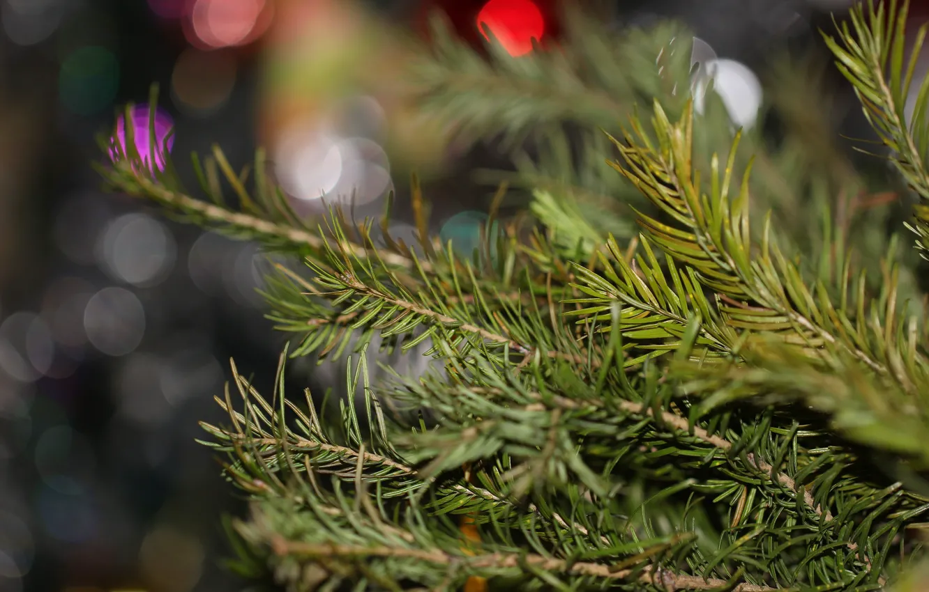 Photo wallpaper background, tree, bokeh